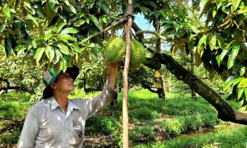 Thủ phủ trái cây tất bật vụ Tết, kỳ vọng thu tiền tỷ từ sầu riêng nghịch vụ