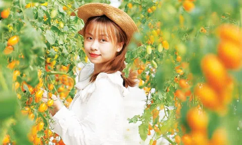 Đưa cây cà chua lạ về xứ nóng Tây Ninh anh nông dân tạo ra 'kỳ tích' du lịch