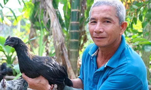 Giống gà đặc biệt giúp nông dân vùng cao ở Quảng Ngãi kiếm bộn tiền