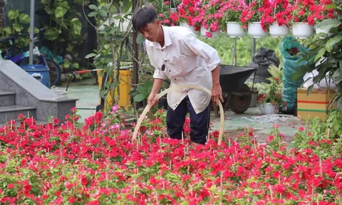 "Vương quốc hoa kiểng" tất bật chờ bung hàng vụ Tết