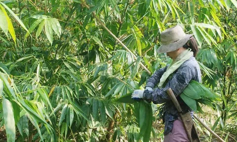 Lá cây từng bỏ đi giờ thành hàng quý xuất khẩu triệu đô