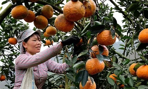 Nâng chất nông sản, tỉnh Tuyên Quang đã mở toang cánh cửa xuất khẩu