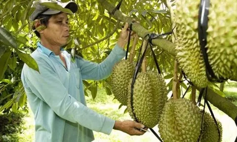 Làm theo cách này một gia đình ở miền núi thu 8 tỷ đồng từ sầu riêng