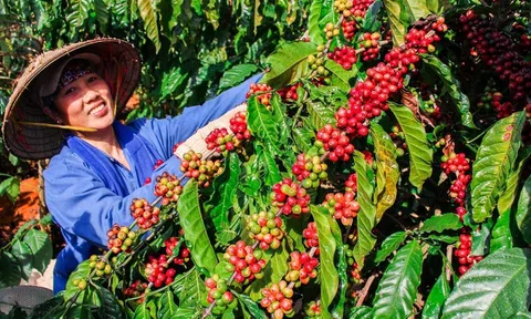 Một năm đặc biệt, cà phê trỗi dậy khẳng định vị thế cây tỷ đô
