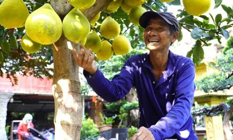 Bưởi đặc sản thủ đô ‘cập bến’ phương Nam nhuộm vàng sắc xuân
