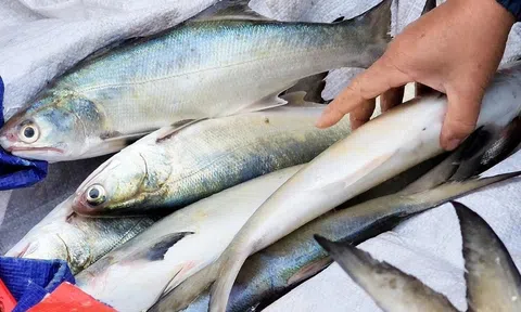 Ngư dân bỏ túi chục triệu nhờ trúng đậm cá đặc sản trong chuyến đi biển đầu năm