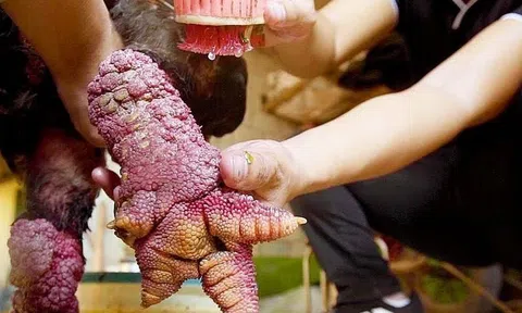 Dịp tết đại gia săn lùng 'chân rồng' giá tiền triệu mỗi cặp cũng khó kiếm