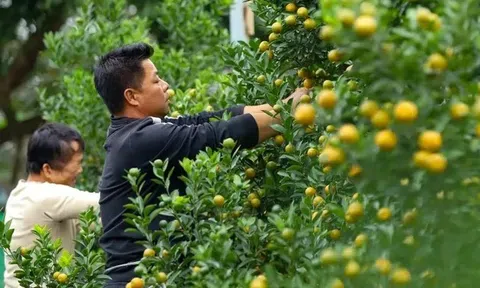 'Thủ phủ' quất cảnh hối hả chăm vụ Tết lộ bí quyết đón 'thời điểm vàng'