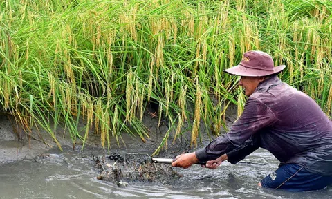Lợi ích kép từ lúa thơm tôm sạch, nông dân hào hứng mở rộng diện tích