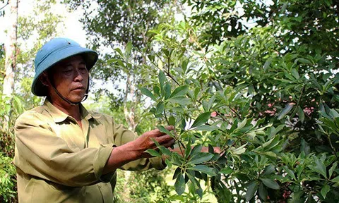 Từ cây mọc tự nhiên, cây hồi hữu cơ ở Lạng Sơn mỗi năm đem về doanh thu nghìn tỷ