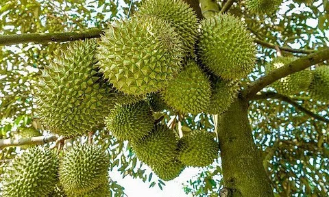 Đối mặt với "tam tai" ngành nông nghiệp vẫn kỳ vọng đạt 54 - 55 tỷ USD xuất khẩu