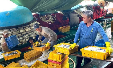 Dùng tuyệt chiêu dụ cá ở Trường Sa, ngư dân Bình Định bất ngờ trúng đậm