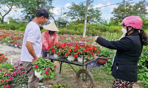 Vựa hoa Duy Xuyên chuẩn bị "bung hàng", kỳ vọng lãi trăm triệu vụ Tết