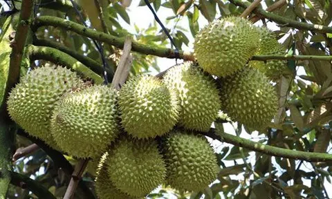 Sầu riêng Tiền Giang tiếp tục neo đỉnh giá, Tết này nhà vườn có trong tay tiền tỷ
