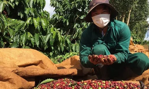 Cà phê lĩnh ấn tiên phong đưa kim ngạch xuất khẩu nông sản Gia Lai đạt 680 triệu USD