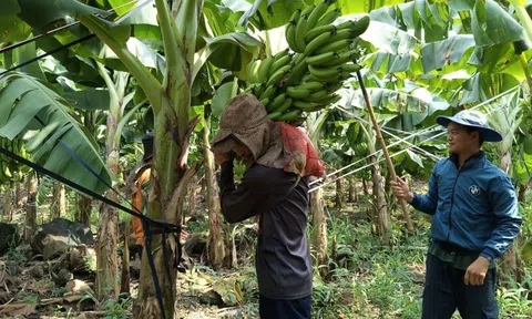 Thủ phủ chuối điêu đứng vì giá lao dốc, thương lái bỏ cọc do tắc đầu ra