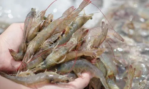 Nuôi tôm theo chuẩn quốc tế, nông dân Bến Tre lãi gần 1 tỷ đồng/ha mỗi vụ nuôi