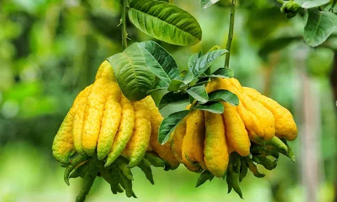 Chưa tết trái phật thủ đã đắt hàng, nông dân ven đô chờ 'bung hàng' vụ lớn nhất năm