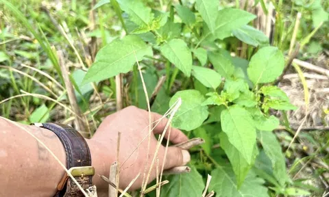 Tầm bóp rau dại quê nhà