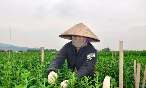 'Thủ phủ' hoa tết Bình Khê với tuyệt chiêu thoát cảnh 'hoa cười, người khóc'