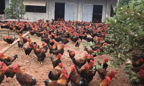 Gà đồi Yên Thế nâng cao chất lượng chinh phục thị trường tết