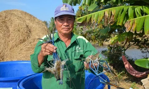 Trăn trở mùa tôm, nơi hồ hởi thu hoạch nơi ngậm ngùi 'treo' ao