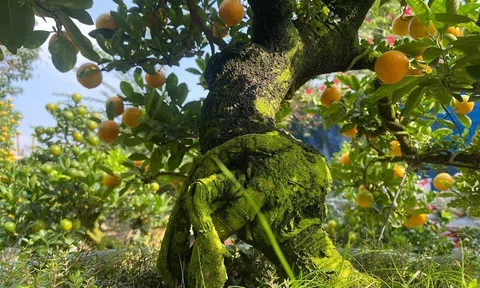 Tạo ra những 'siêu phẩm' quất bonsai mang biểu tượng cần cù, thăng tiến