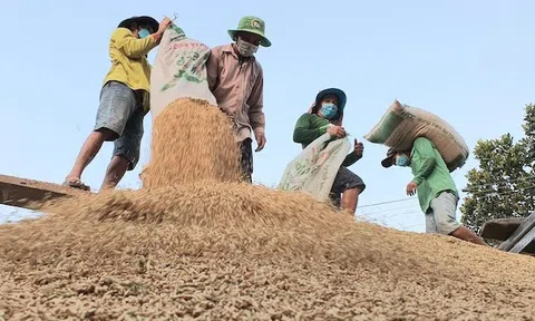 Xuất khẩu gạo bền vững cần liên kết nâng tầm giá trị và thương hiệu gạo Việt
