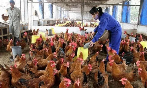 Siết chặt nhập khẩu, thúc đẩy xuất khẩu và quyết liệt ngăn chặn nhập lậu