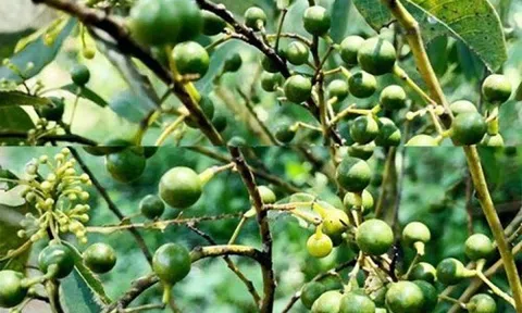 Quả lạ trên rừng bỗng thành gia vị đắt đỏ trái khô bán 300 nghìn đồng/kg