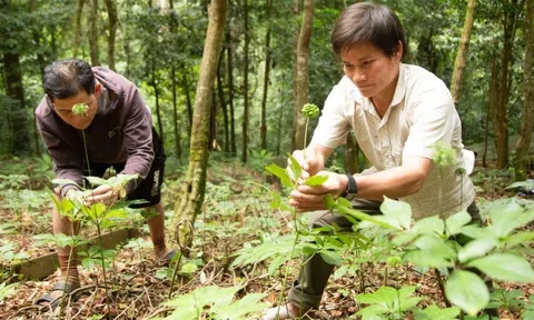 Hình thành trung tâm công nghiệp dược liệu với sâm Ngọc Linh là cây chủ lực