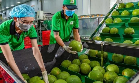 Cần tích hợp thông tin kịp thời ứng phó với tín hiệu thị trường xuất khẩu nông sản