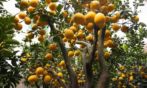 Bưởi Diễn bonsai xuống phố chưng tết sớm, lộ tuyệt chiêu trái đẹp chơi bền