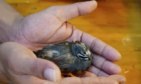 Giống gà nhỏ nhất thế giới được giới trẻ săn tìm làm thú cưng dịp Tết