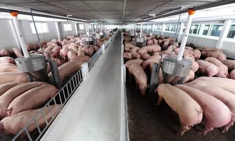 Cục Chăn nuôi chỉ ra nguyên nhân giá heo chạm đáy, dự báo nguồn cung trong năm 2024