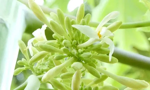 Hoa đu đủ đực từng được ví như 'thần dược' vì sao giờ bán chẳng ai mua?