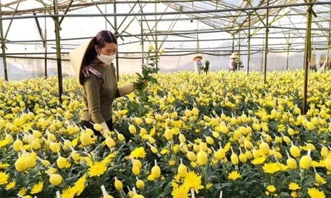 Thị trường hoa tết: Sức mua chậm, hoa ngoại tạo áp lực cạnh tranh