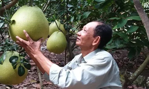 Trái bưởi khổng lồ bán tiền triệu dịp tết, vì sao diện tích cứ thu hẹp dần?