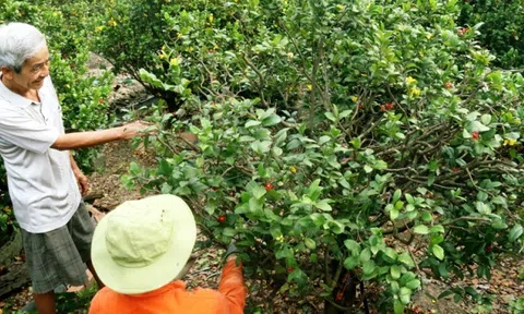 Làng mai trăm tuổi ngổn ngang nỗi lo vụ tết, tìm giải pháp kích cầu mai vàng