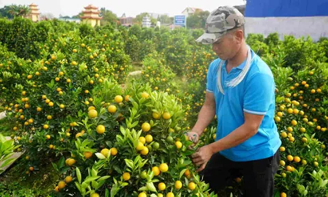 Chỉ cần kéo và dây buộc có thu nhập 60 triệu mỗi tháng nhờ tài tạo dáng quất cảnh