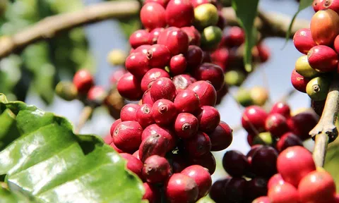 Điều gì giúp nông nghiệp Đắk Lắk tăng trưởng vượt bậc đạt khoảng 22.400 tỷ đồng?