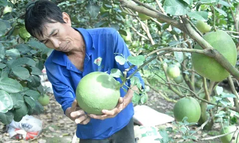 'Thủ phủ' cây ăn quả hối hả chăm vụ tết dự báo cung cấp gần 100 nghìn tấn trái đặc sản