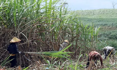 Vụ mía ngọt ở Trà Vinh nông dân được mùa giá bán cao kỷ lục