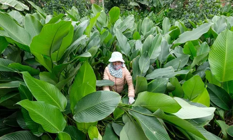 Lá dong Tràng Cát trăm năm ngát xanh chờ bội thu vụ Tết