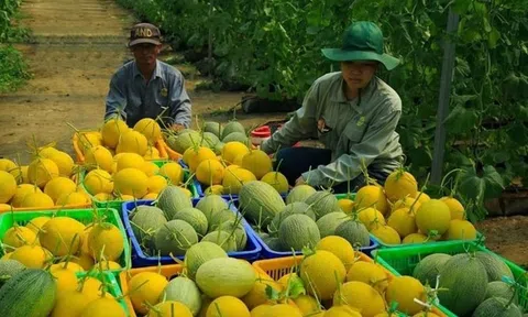 Logistics nông nghiệp đòn bẩy tăng sức cạnh tranh nông sản Việt