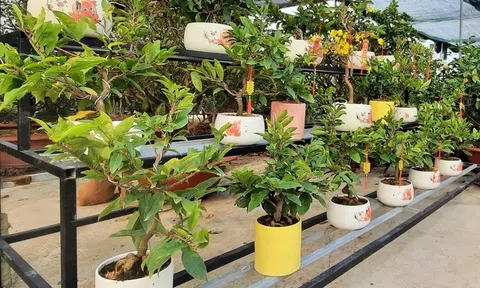 Thị trường mai tết sẵn sàng hạ giá đón sóng cao điểm mua sắm