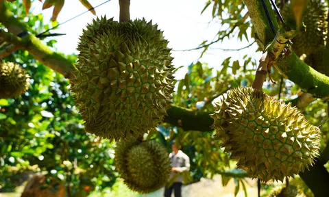 Trung Quốc là thị trường xuất khẩu lớn nhất, nông sản Việt cần làm gì để giữ thế thượng phong?
