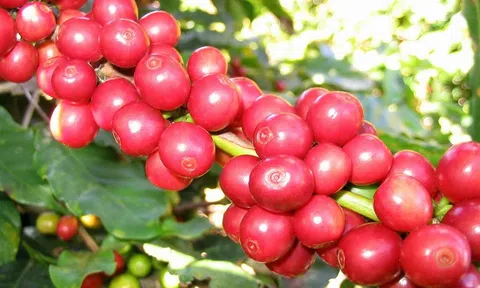 Các nhà nhập khẩu 'đổ xô' về Việt Nam đẩy giá cà phê xuất khẩu tăng kỷ lục