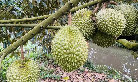 Lo hạn mặn, nông dân Tiền Giang tìm cách 'cứu' vườn sầu riêng