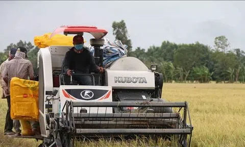 Vụ Thu Đông được mùa giá cao, nông dân Trà Vinh thu lãi 35 triệu đồng/ha